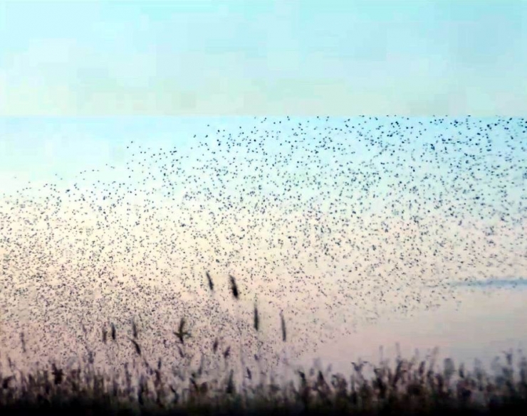 Gökyüzünde Sığırcıkların Dansı İzleyenleri Büyüledi