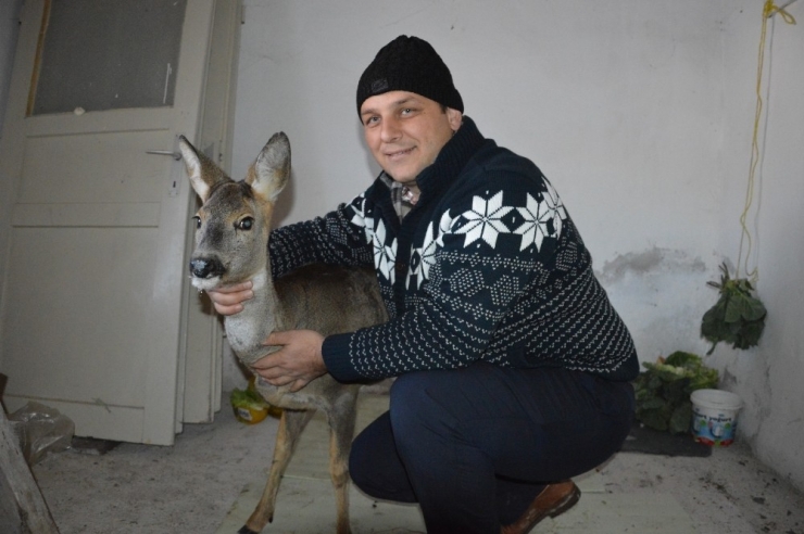 Dereye Düşen Yaralı Karacanın İmdadına Vatandaş Yetişti