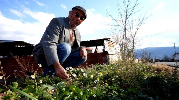 Doğuda Kış Batıda Bahar
