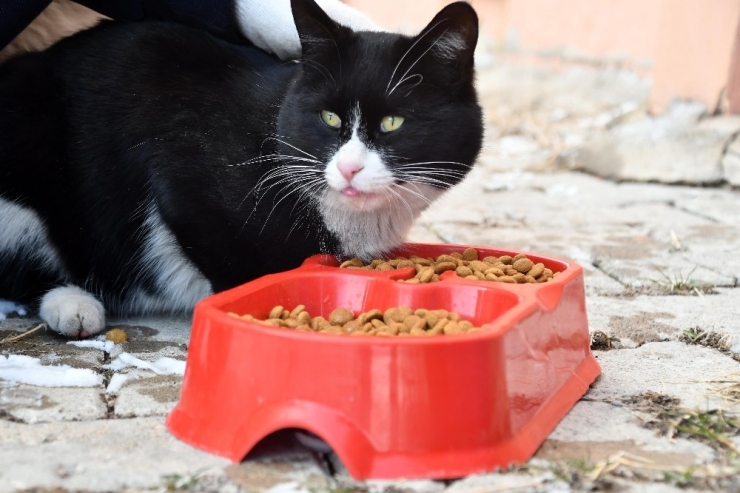 Aksaray Belediyesi Sokak Hayvanlarına Sahip Çıkıyor