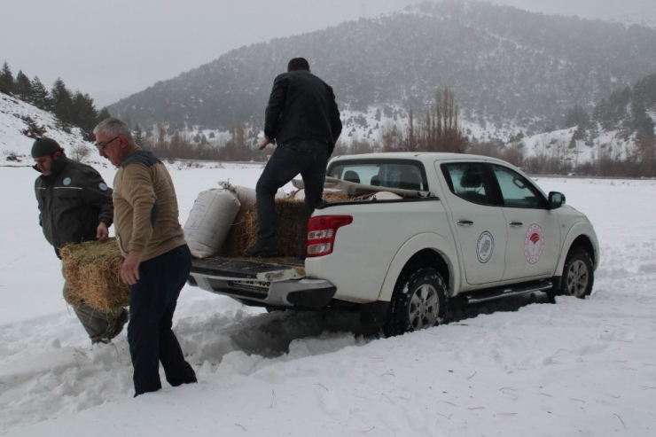 Akşehir’de Yabani Hayvanlar İçin Doğaya Yem Bırakıldı
