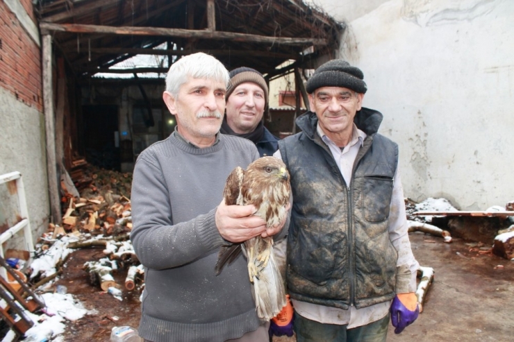Yaralı Kızıl Şahine Esnaf Sahip Çıktı