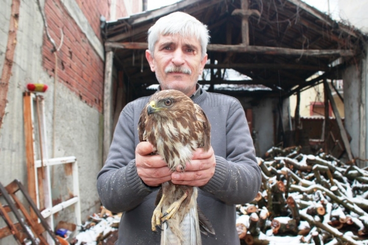 Yaralı Kızıl Şahine Esnaf Sahip Çıktı