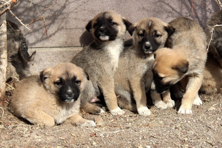 Çankaya’da Sokak Hayvanlarına Yönelik Çalışmalar Devam Ediyor