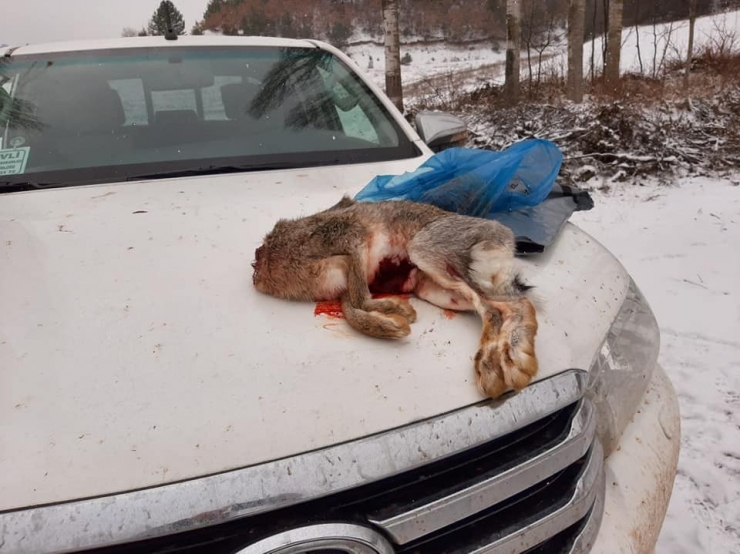 Çorum’da Kaçak Avcılara Göz Açtırılmıyor