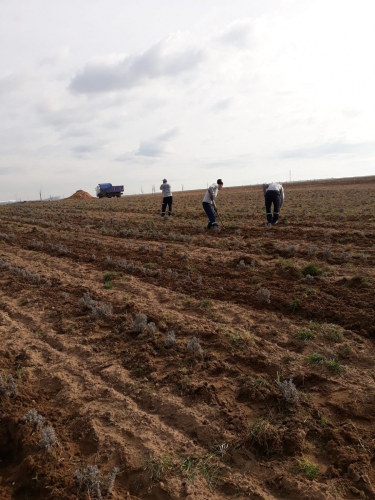 Ergene’de Lavanta Bahçeleri Hazırlanıyor