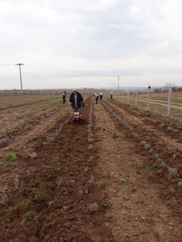 Ergene’de Lavanta Bahçeleri Hazırlanıyor