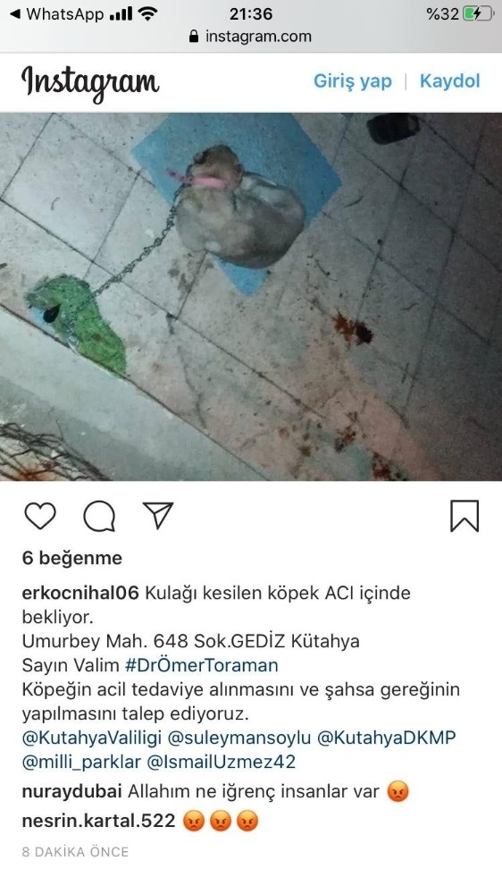 Kulağı Kesilen Köpek İçin Polis Ekipleri Seferber Oldu