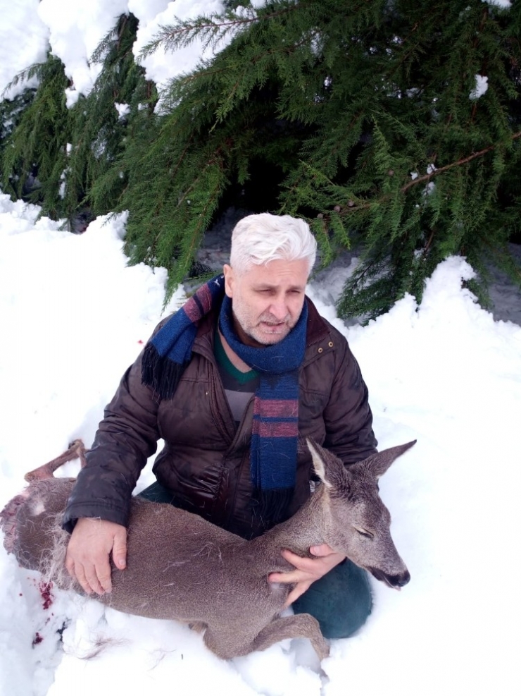 Köpeklerin Kovaladığı Karaca Üniversiteye Sığındı