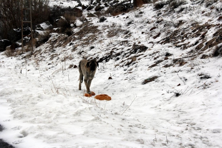 Hayvan Dostu İncesu