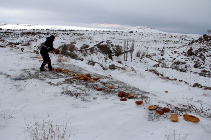 Hayvan Dostu İncesu