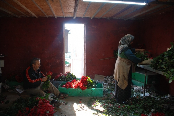 Çiçekler, 14 Şubat İçin Toplandı