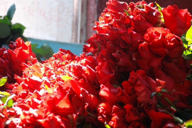 Çiçekler, 14 Şubat İçin Toplandı