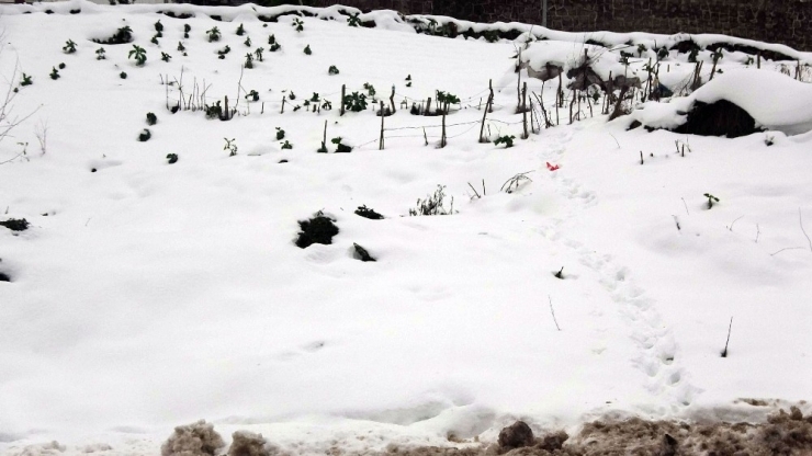 Kar Yağışı Tarım Alanlarını Olumlu Etkiledi