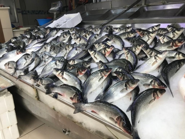 Olumsuz Hava Şartları Balık Avcılığını Olumsuz Etkiliyor