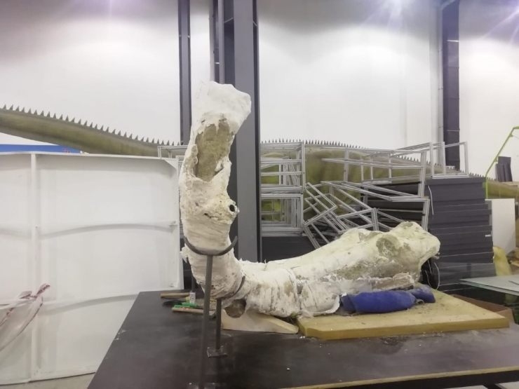 Başoğlu: “Bulunan Fil Fosillerinden Birinin En Büyük Özelliği Dünyanın En Büyüğü Olması”