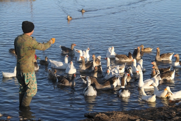 Üniversiteli Besici Kazlı Ördekli Çiftliğinde Hayvanlarının Çobanlığını Yapıyor