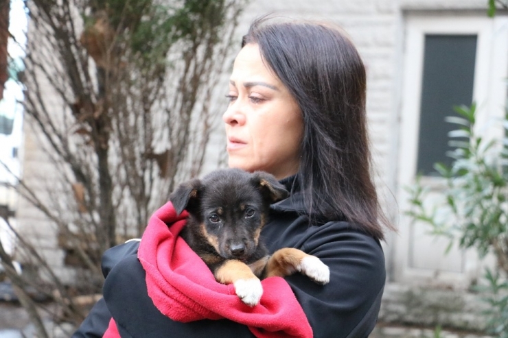 Zonguldak’ın Kozlu İlçesinde 8 Köpek Yavrusundan 7’si Ormanlık Alanda Ölü Bulundu