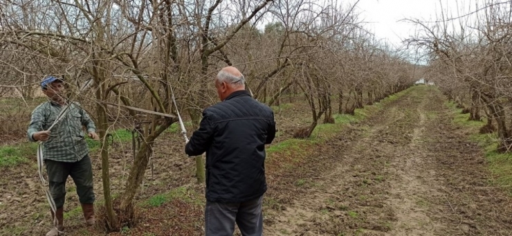 Ödemiş’te Budama Zamanı