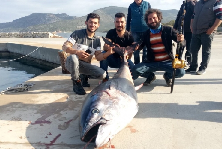 Dev Orkinos Amatör Balıkçıları 8 Saat Datça’dan Kos’a Oradan Bodrum’a Sürükledi