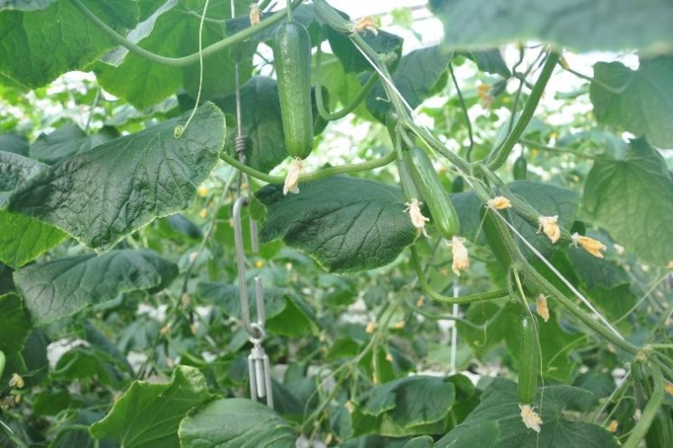 Teknolojik Termal Seralarda Salatalık Üretimi