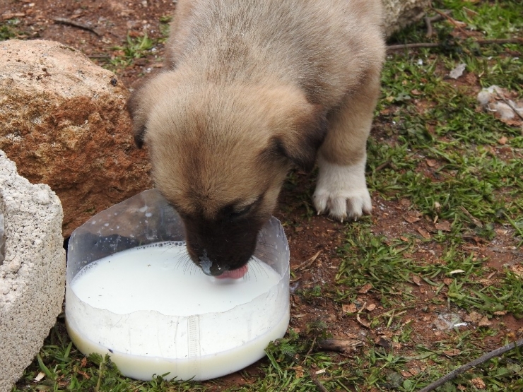 Sınırda Haber Nöbeti Tutan Gazetecilerden Örnek Davranış