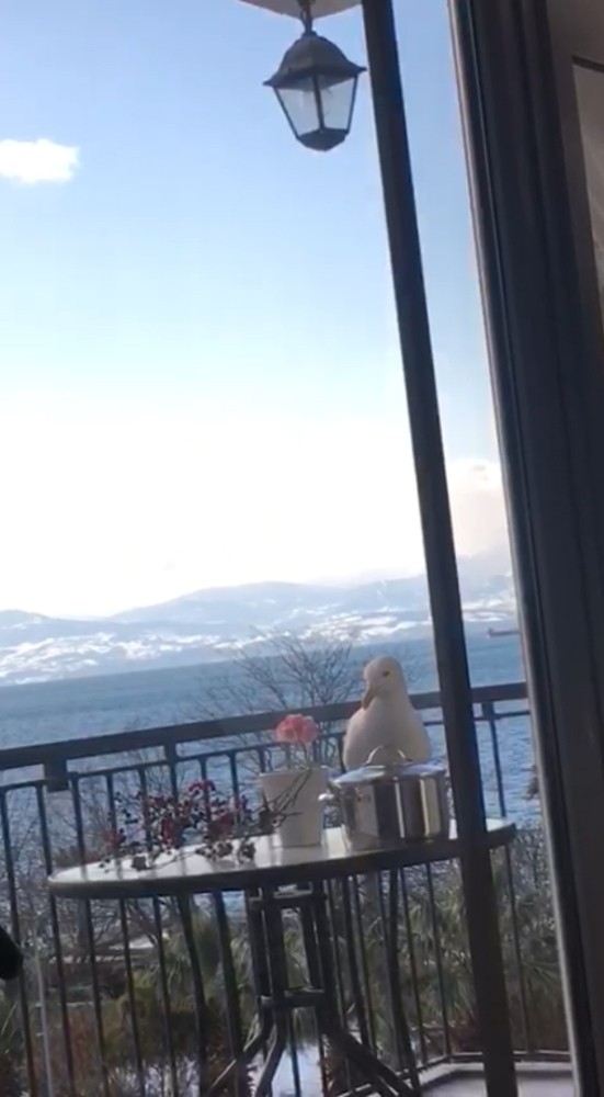 Martının Tencere Kapağını Gagasıyla Açarak Kapuska Yemesi Kamerada