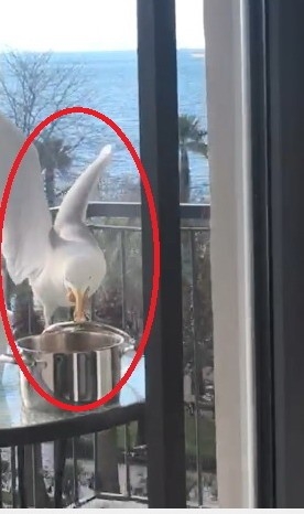 Martının Tencere Kapağını Gagasıyla Açarak Kapuska Yemesi Kamerada