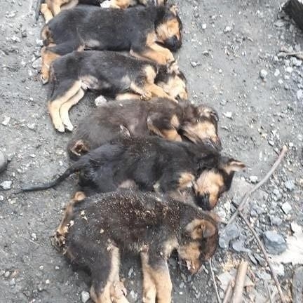 Derme Çatma Yuvada Ölü Bulunan Sokak Köpeklerinin Son Görüntüleri Ortaya Çıktı
