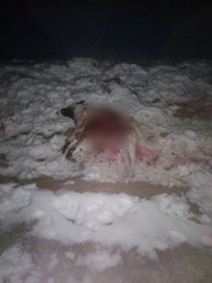 Aç Kurt Sürüsü Köpeği Parçaladı