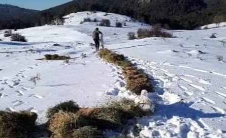 Yaban Hayvanları İçin Doğaya Yem Bırakıldı