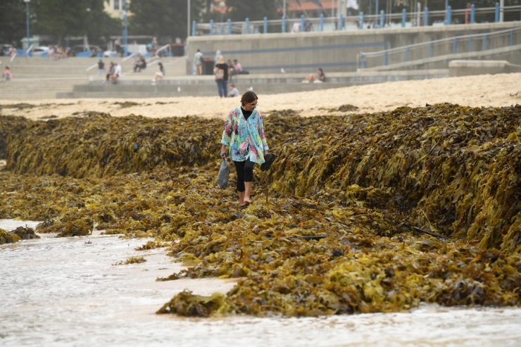 Sidney’in Ünlü Plajını Deniz Yosunları Kapladı