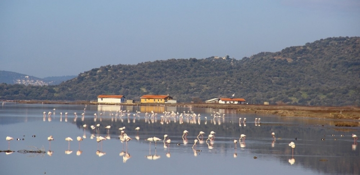 Flamingolar Bodrum’a Akın Etti