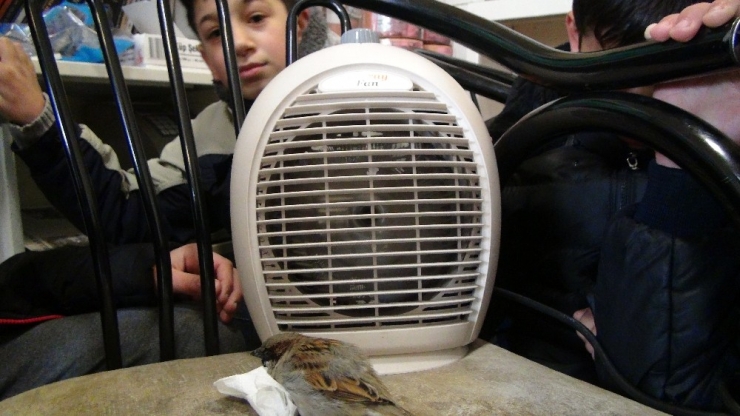 Kartopu Oynayan Çocuklar Donmak Üzere Olan Serçeyi Veterinere Yetiştirdi