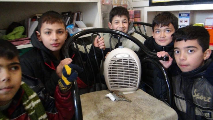 Kartopu Oynayan Çocuklar Donmak Üzere Olan Serçeyi Veterinere Yetiştirdi