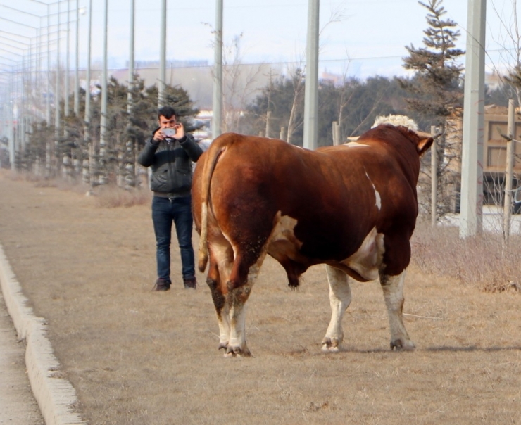900 Kiloluk Kızgın Boğa Trafiği Birbirine Kattı