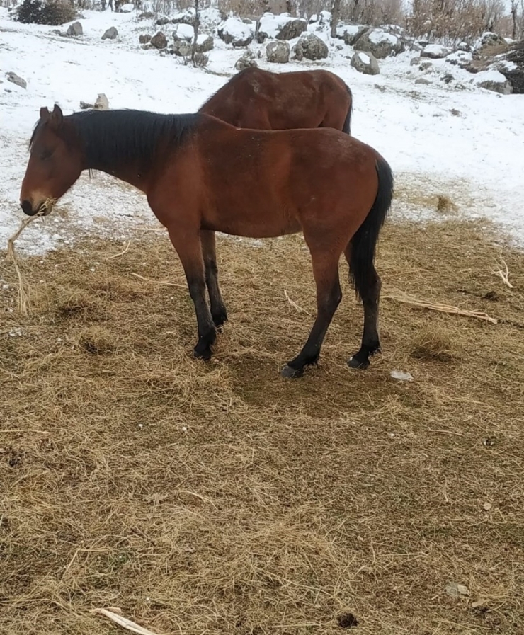 Derecik’te Donmak Üzere Olan Sahipsiz Atlar Kurtarıldı