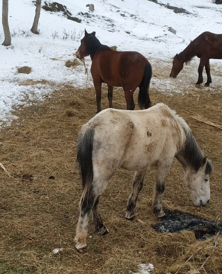 Derecik’te Donmak Üzere Olan Sahipsiz Atlar Kurtarıldı