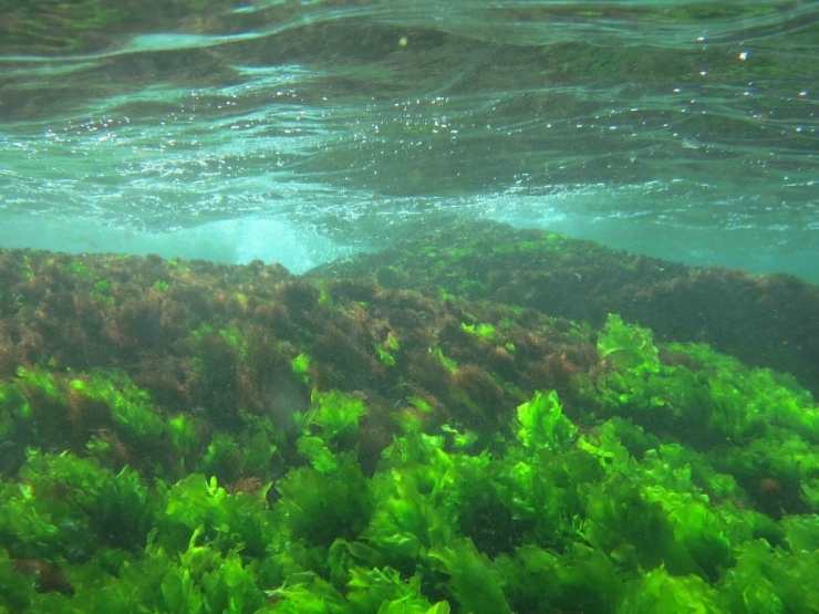 İstanbul’un Su Altında Kalan Gizemli Adası Dalgıçlar Tarafından Görüntülendi