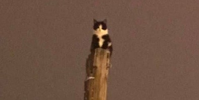 Direkte Mahsur Kalan Kediyi İtfaiye Kurtardı