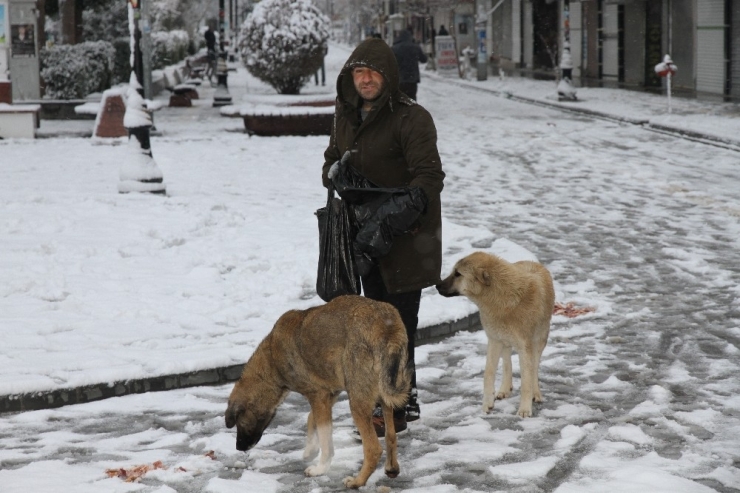 Mardin’de Duyarlı Vatandaş Sokak Köpeklerine Et Dağıttı