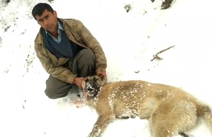 Kahramanmaraş’ta Köpekleri Zehirlenen Vatandaş İsyan Etti