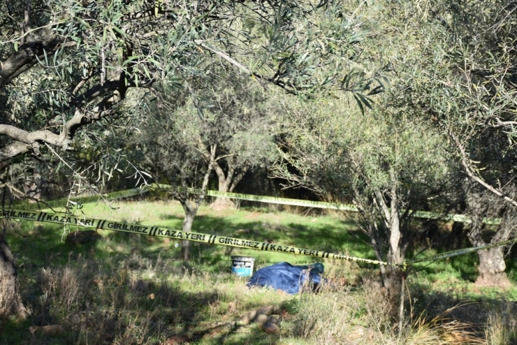 Eski Başkanın Kuzeni Tarlada Ölü Bulundu