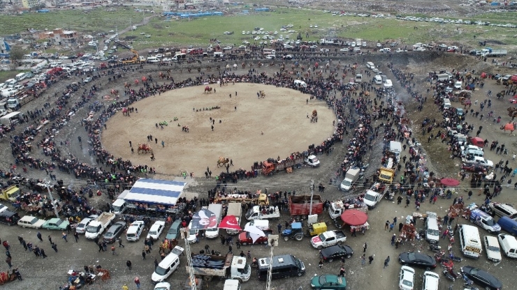 Salihli’deki Deve Güreşi Festivali 23 Şubat’ta Yapılacak