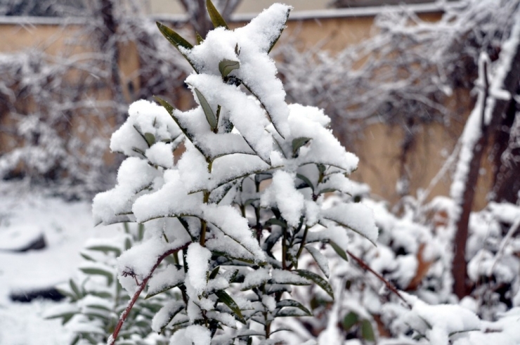 Sınırın Sıfır Noktasında Kar Sevinci
