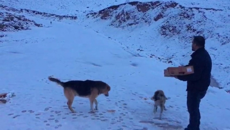 Siirt’te Aç Kalan Hayvanlar İçin Doğaya Yem Bırakıldı