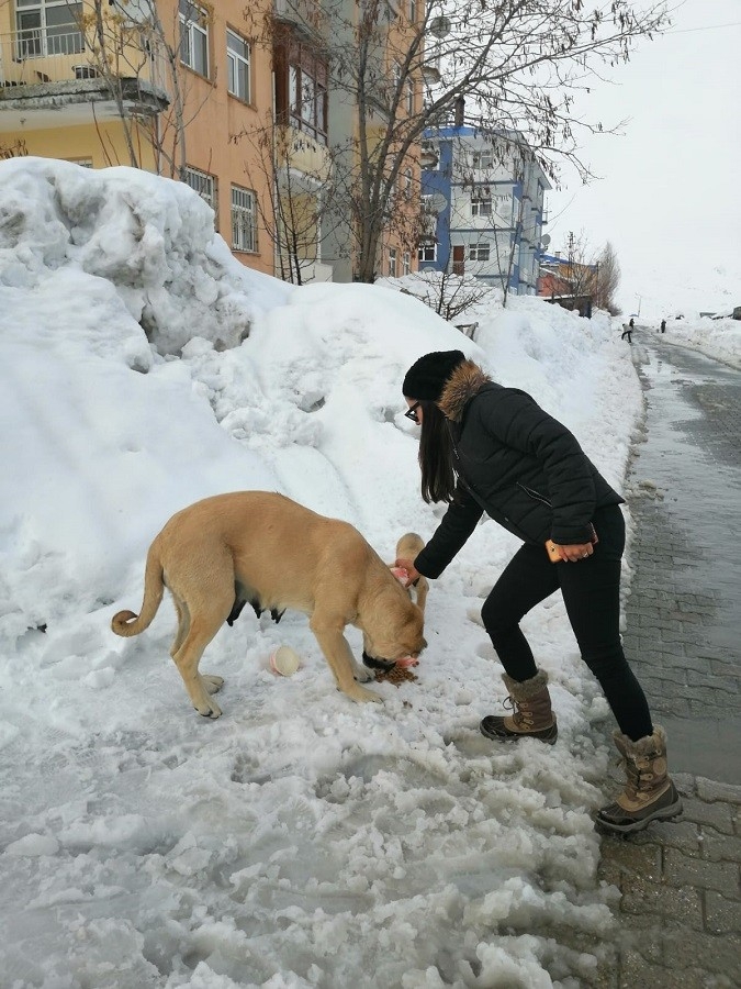 Karla Kaplı Ovacık’ta Sokak Hayvanları Unutulmuyor