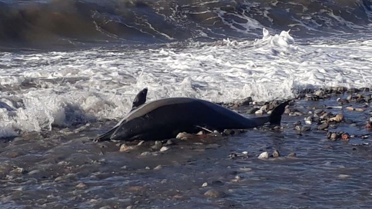 Ölü Yunuslar Sahile Vurdu