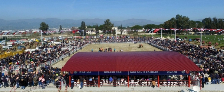 2020’nin İddialı Deve Güreşi Nazilli’de Yapılacak
