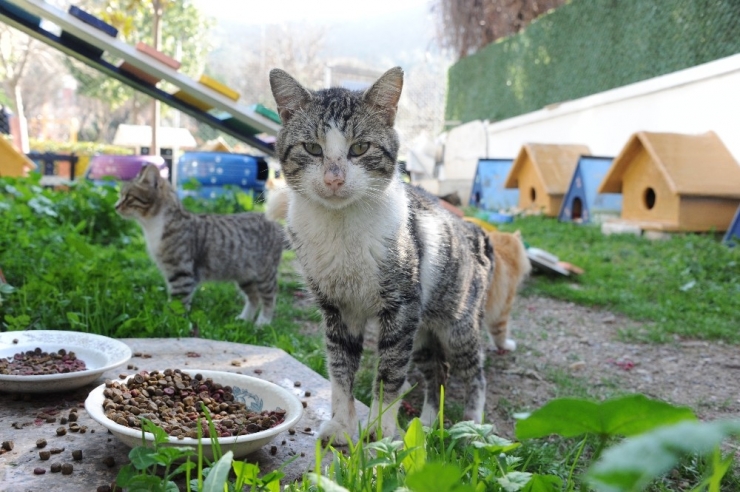 Balçova’da Pati Park Açıldı